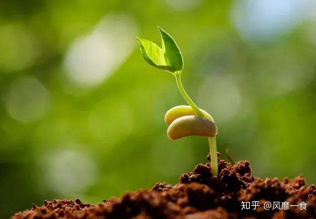 種子隊當(dāng)先啥叫,女性（偽）球迷你們搞清楚